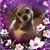 Rose Base's profile image