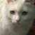 Aida Rahman's profile image