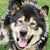 Nikki Doss's profile image