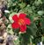 Samantha McCambridge Correa's profile image