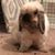 Rachel Flavell's profile image