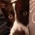 Katherine Ann's profile image