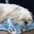 Ellen Wagoner Roberts's profile image