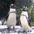 Rosemarie Martens's profile image