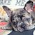 Frenchies Chava Sal Pets Zavala's profile image