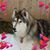 Retta DiDonato Thomas's profile image
