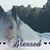 Collene Rooks's profile image