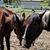 Laurie Ritz Charland's profile image