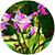 Lehua Wells's profile image