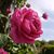Trudy Simms Wilson's profile image