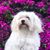 Jacqueline Arce De Carmona's profile image