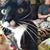 April Swartz's profile image