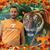 Dewayne Harmon's profile image