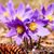 Debbie Smith Bradley's profile image