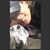 Sue Siracusa Merriott's profile image