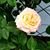 Jewel Ogrodnik's profile image