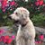 Chase Hefflefinger's profile image
