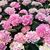 Susan Watson's profile image