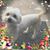 Nanou Nanou's profile image