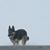 Robin Dutro's profile image