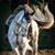 Karen Bartlett's profile image