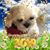 Lucila B. Locanas's profile image