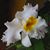 Cristina Hieber's profile image