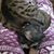 Melissa Talbott Diez's profile image
