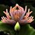Velina Herrenkohl's profile image