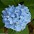 Dina Holman Gebhart's profile image