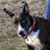 Frankie Doodle's profile image