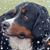 Buffy Snider's profile image
