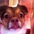 Toni Dilo's profile image