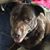 Dawn Michelle Ranelli's profile image
