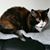 Karen Cook Miller's profile image