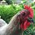 Marcia Gillespie-Norder's profile image