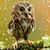 Susan McGill Murray's profile image