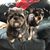 Claudia Foutch's profile image