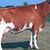 AG-WORLD Inc. IL USA's profile image