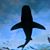 Lisa Spellacy's profile image