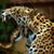 JspansKi Tailor Spanski's profile image