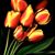 Amanda Lynn Syme's profile image