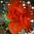 Trudy Lorick's profile image