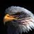 Bill Mertens's profile image