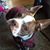 Tracy McDonough's profile image