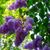 Colleen Ackerson's profile image
