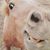 Kat Rose's profile image