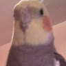 kitty c.'s profile image