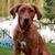 Jennifer Peterman Williams's profile image