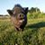 Lindsay Fraley Van Vleet's profile image